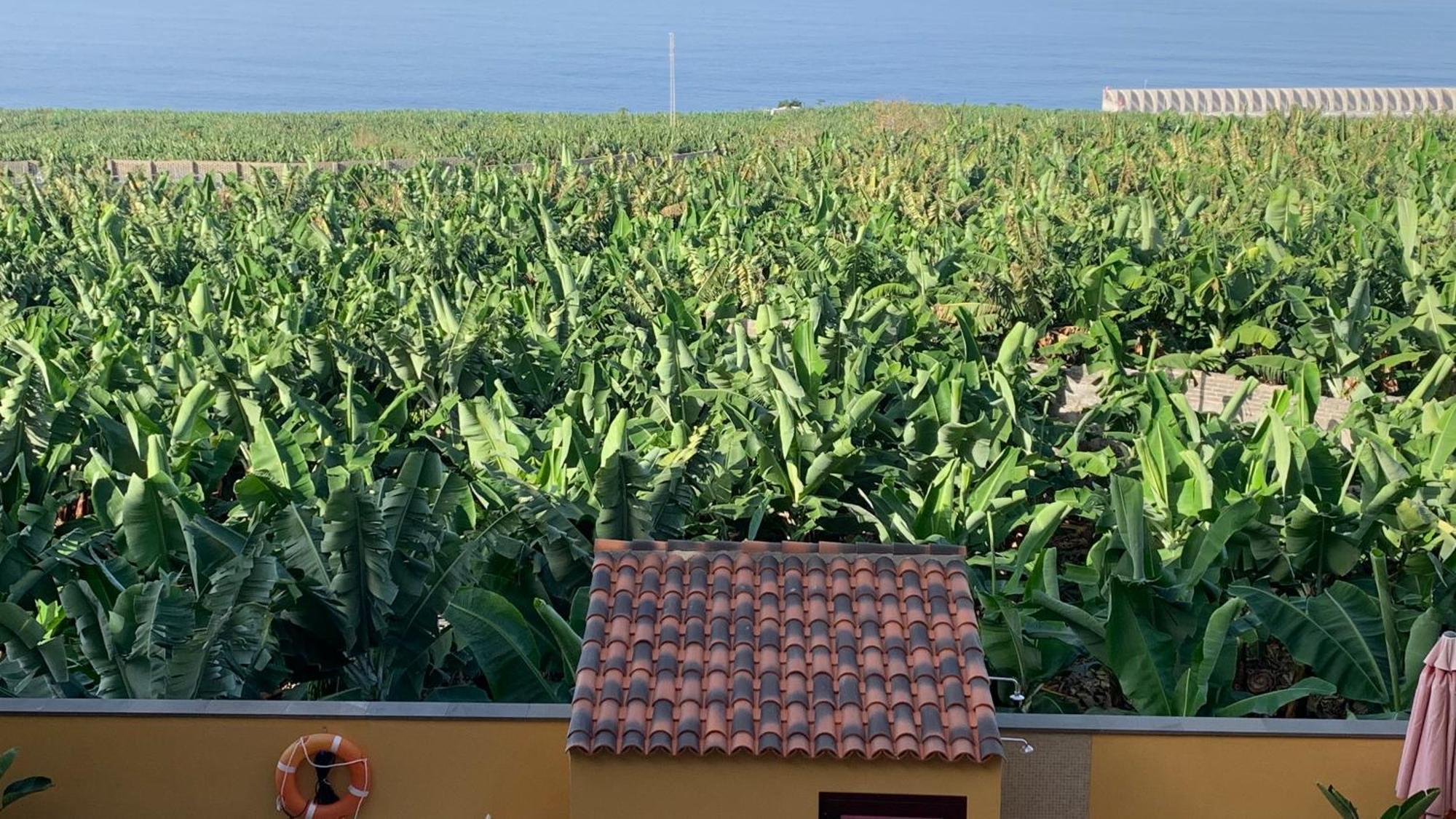 Apartamento Los Guirres Tazacorte Buitenkant foto